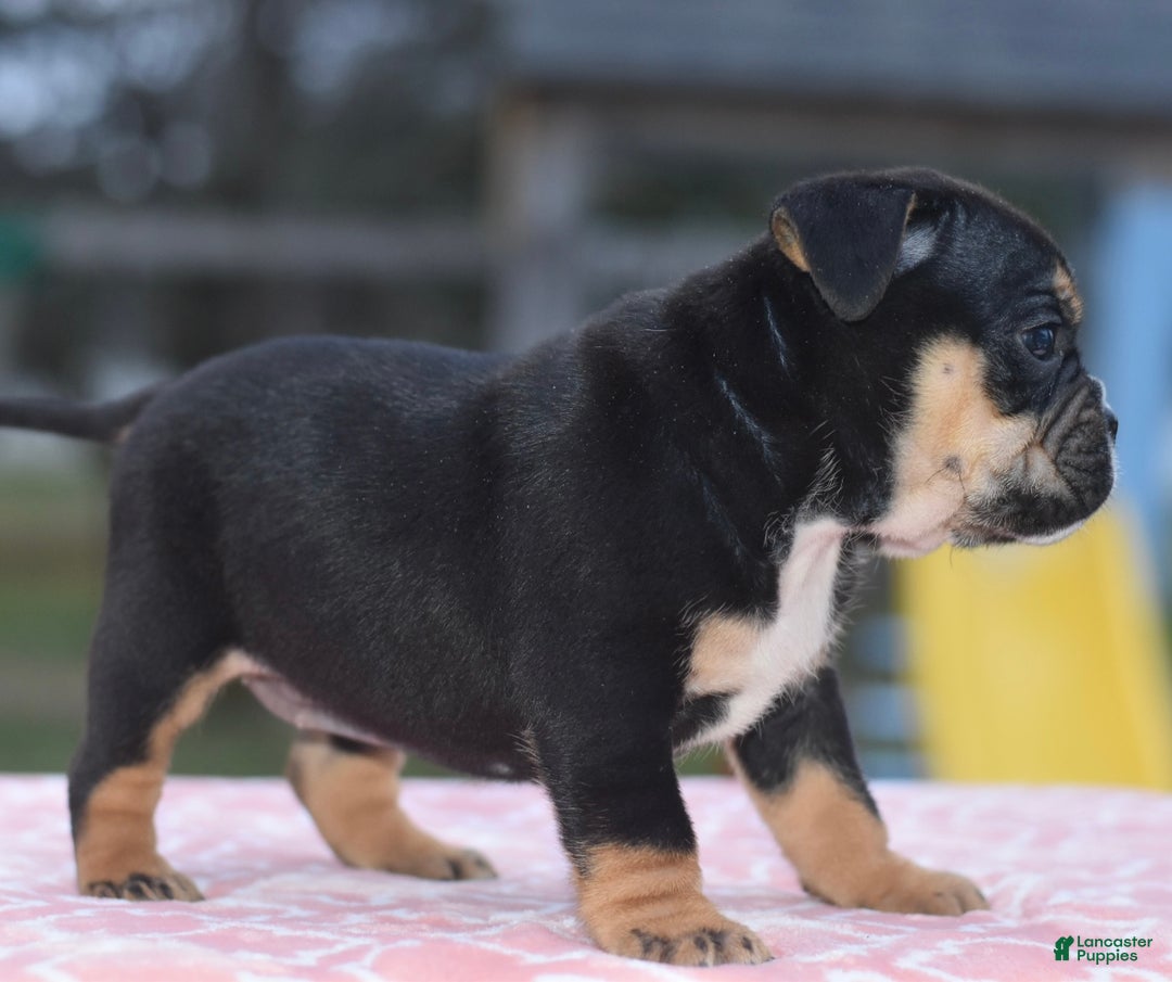 Mixed Breed dogs for sale: Emma tricolor hybrid  - Ad 15