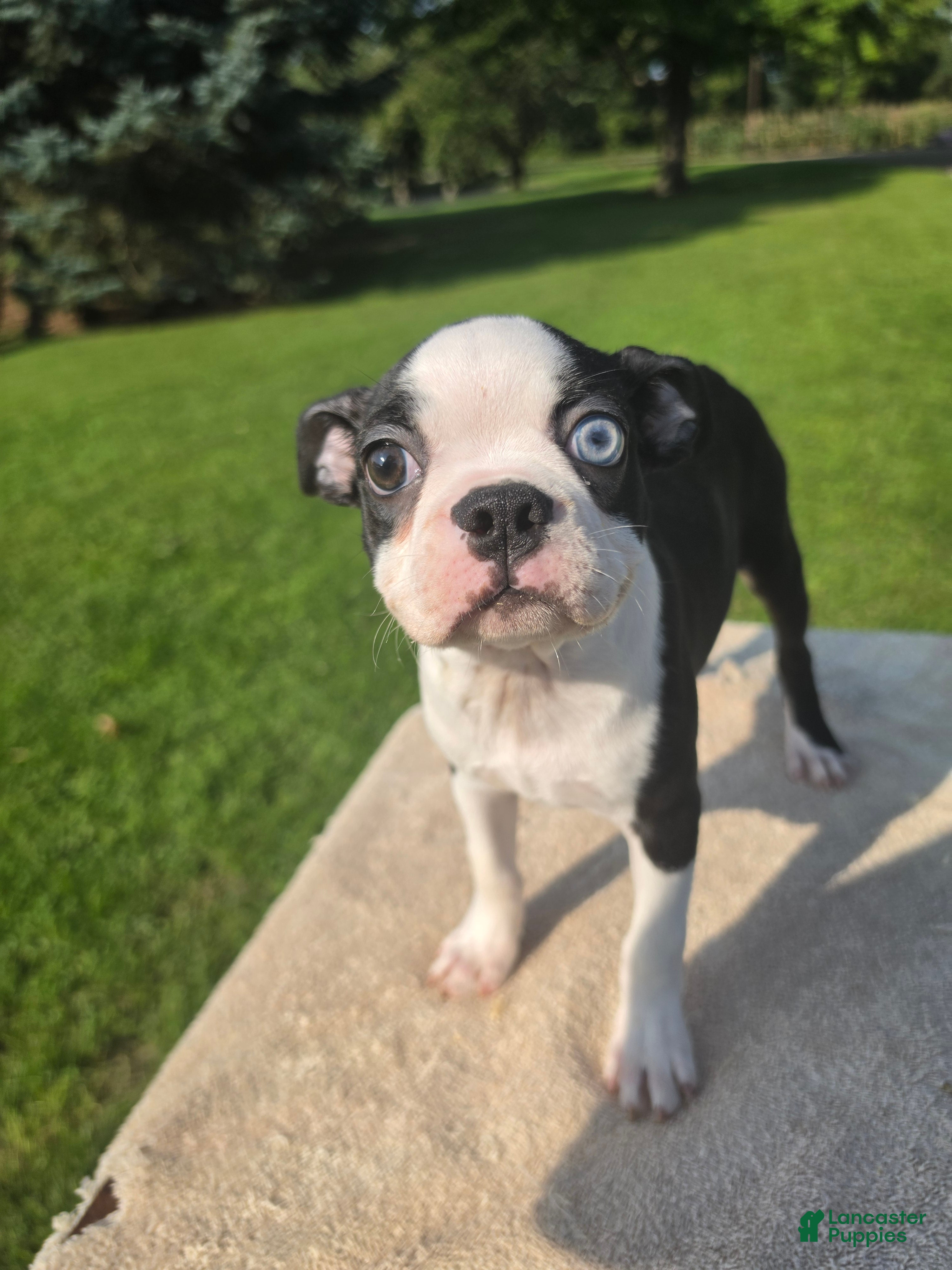 Boston Terrier dogs Boston Terrier Female  - Ad 19