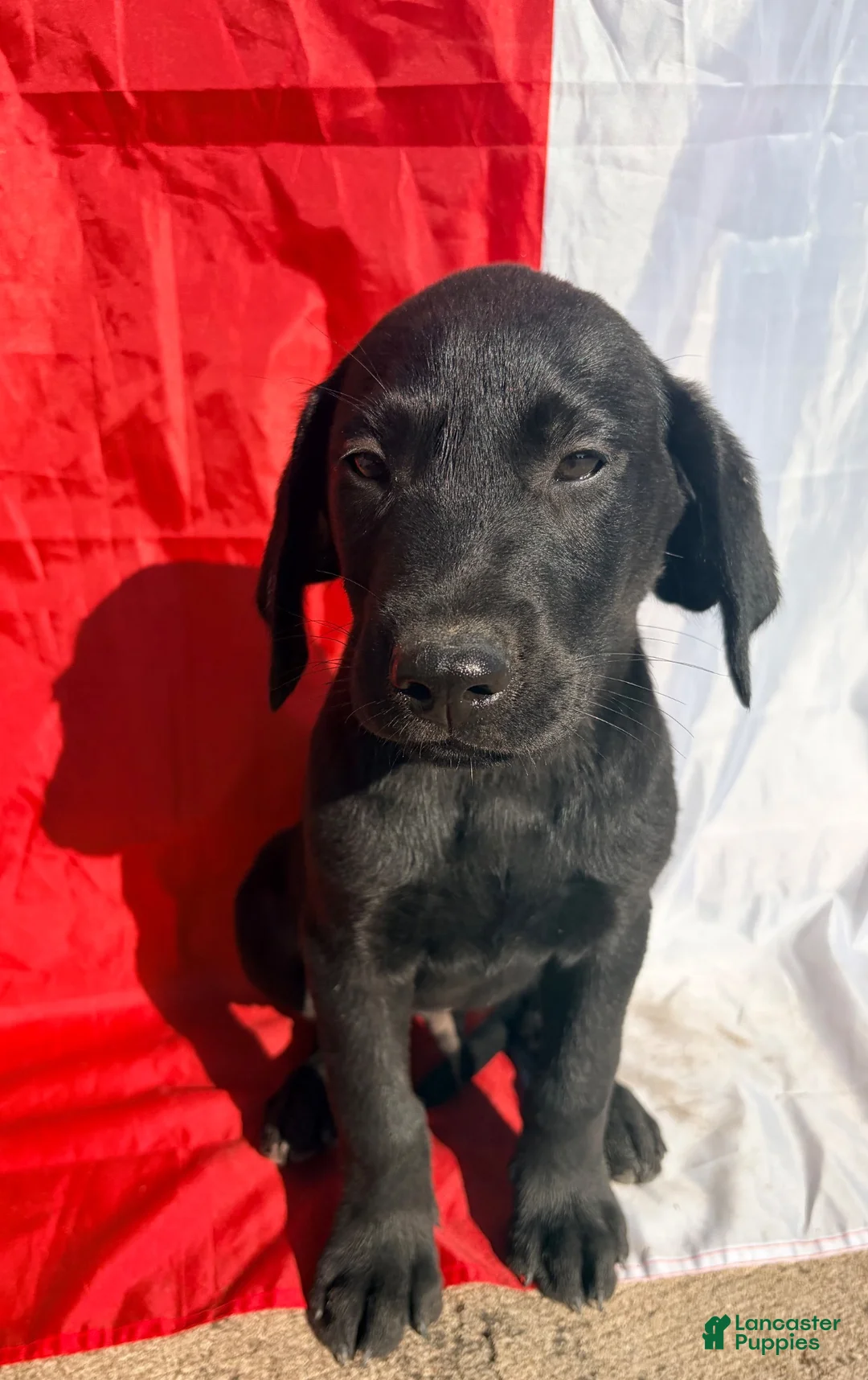 Labrador Retriever dogs for sale: Labrador Retriever 11 - Ad 2