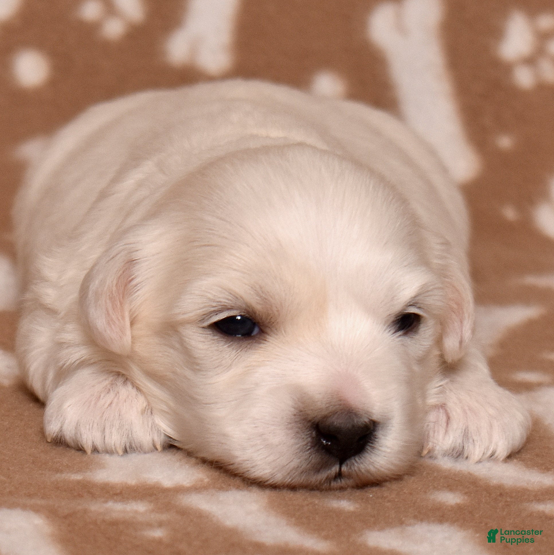 Coton De Tulear dogs Lilly - Ad 1