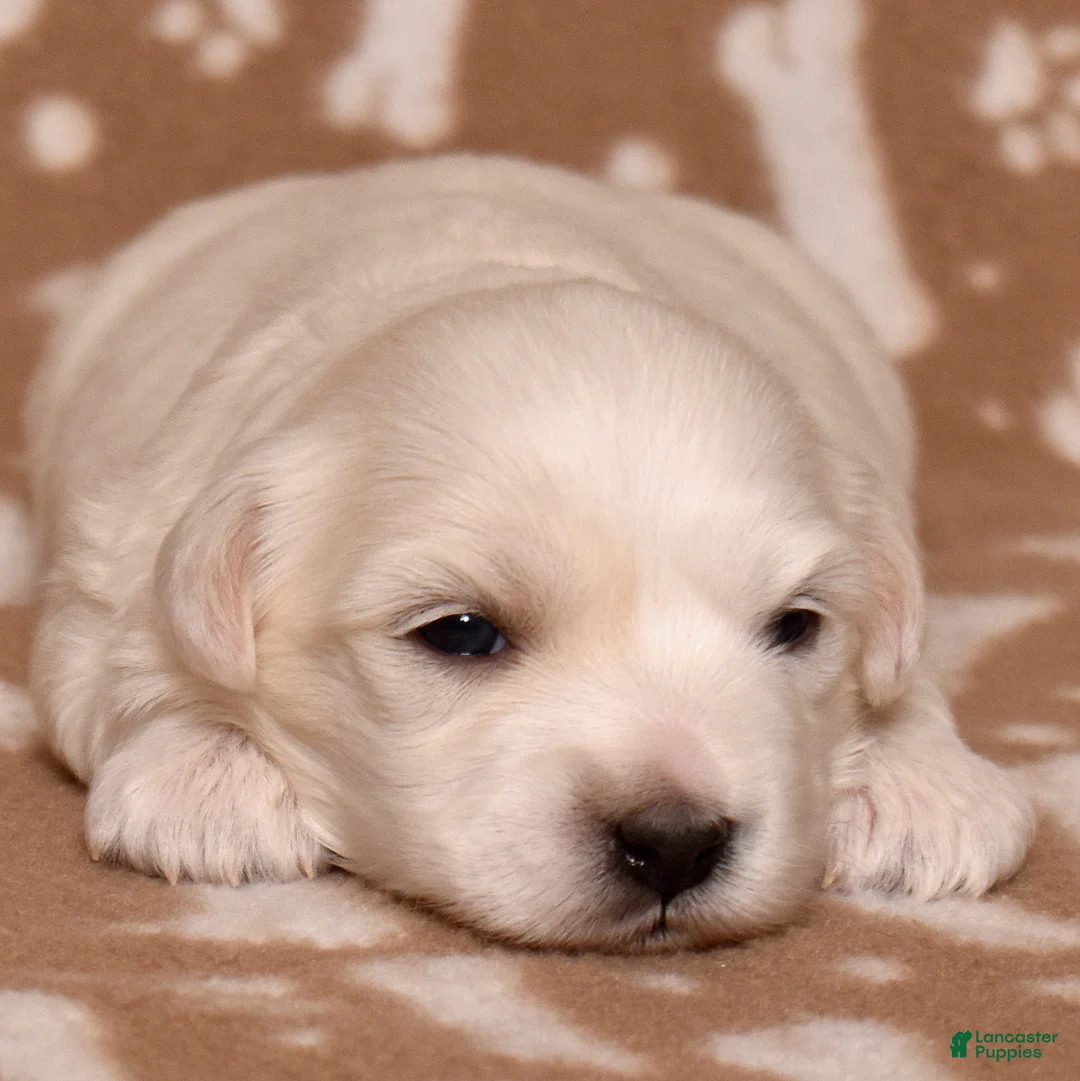 Coton De Tulear dogs for sale: Lilly - Ad 1