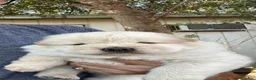 Chow Chow dogs for sale: White Female - Ad 5
