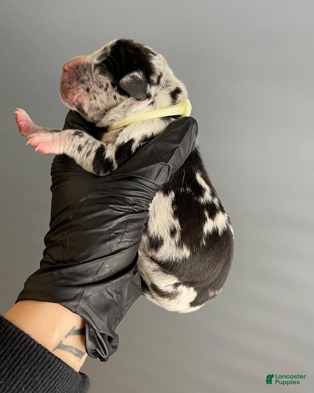 Cane Corso dogs for sale: Sentinel Soul’s Coco Chanel *Black Merle North American Mastiff* - Ad 2