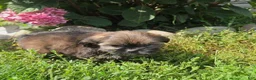 Shorkie dogs for sale: Tracy - Ad 8