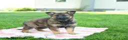 German Shepherd dogs for sale: Cassie   - Ad 2