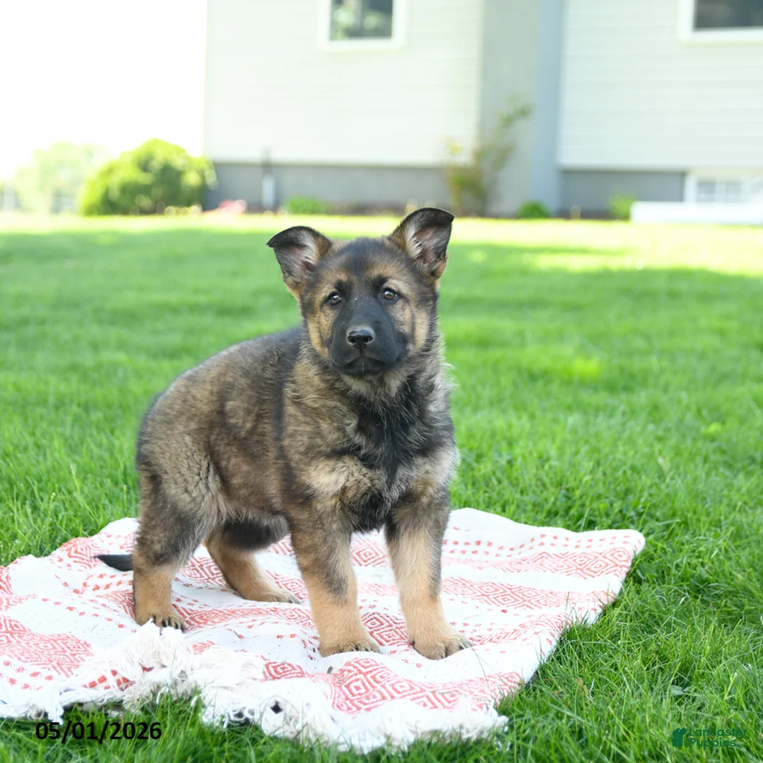 German Shepherd dogs for sale: Cassie   - Ad 2