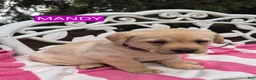 Labrador Retriever dogs for sale: Foxy - Ad 5