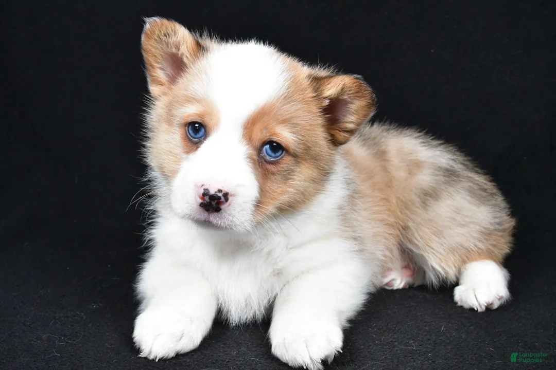 Welsh Corgi Pembroke dogs for sale: Chuck - Ad 4