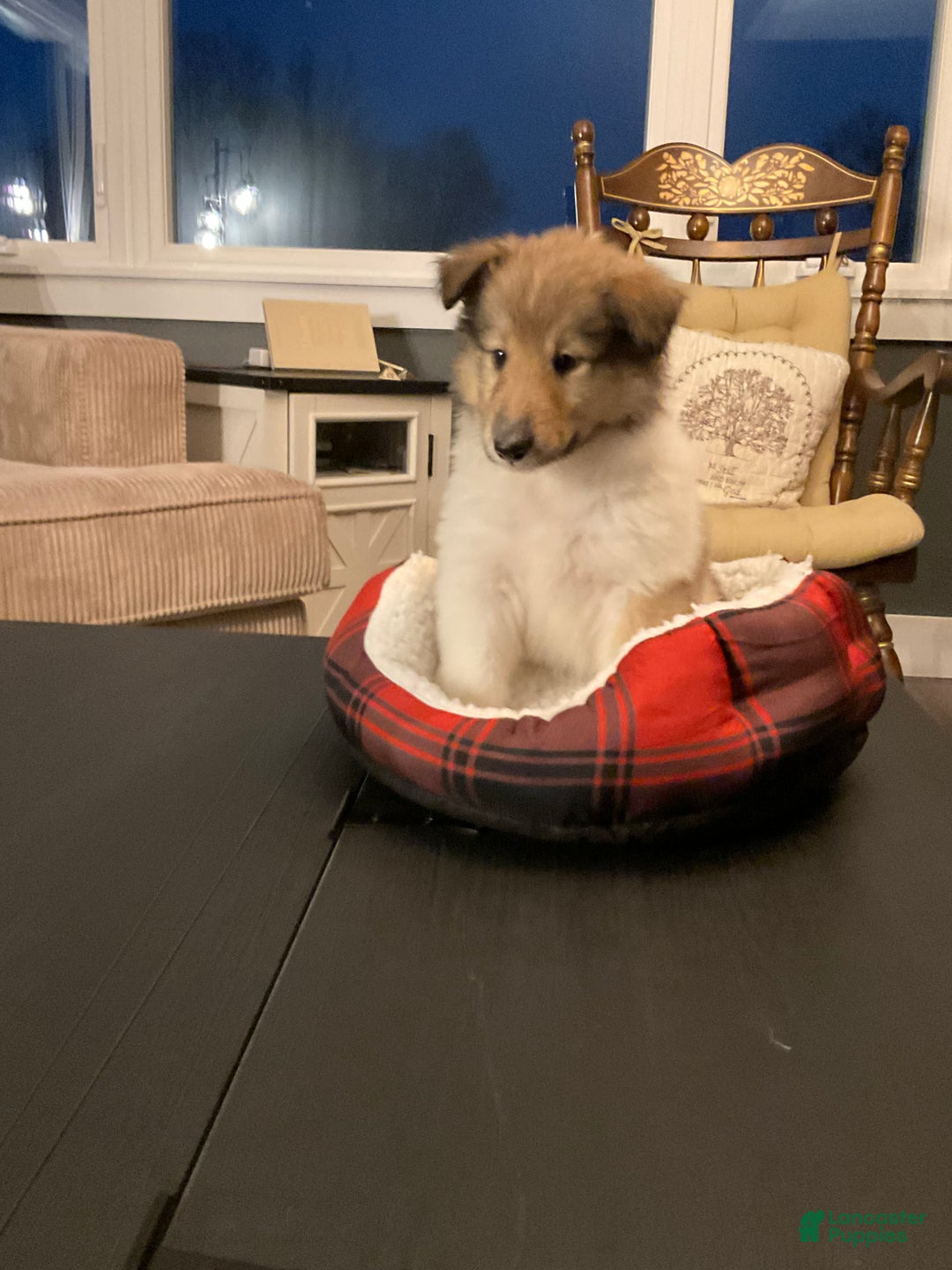 Collie dogs for sale: Collie Puppy 7 - Ad 6