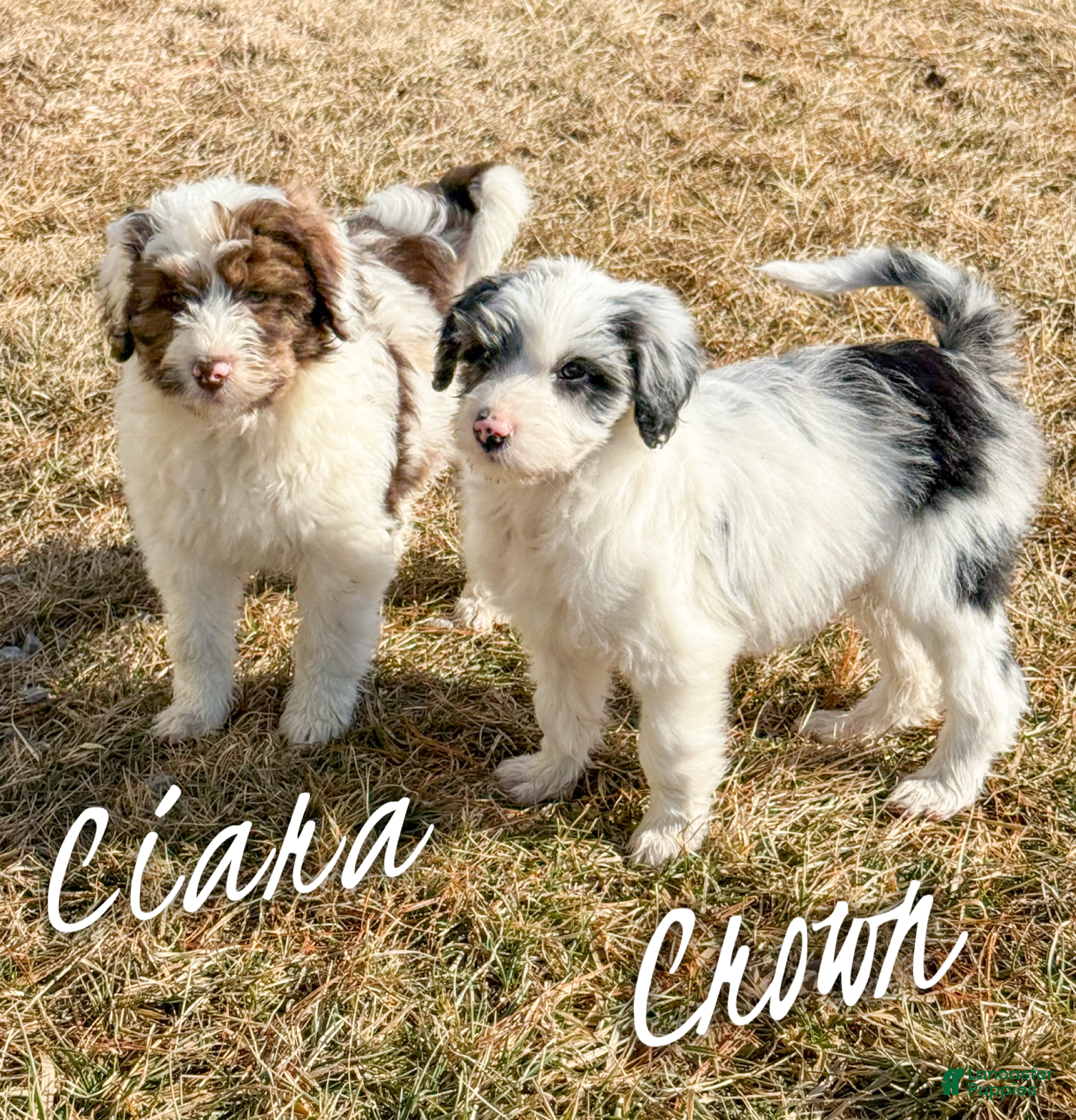 Aussiedoodle dogs Ciara - Standard F1 - Ad 22