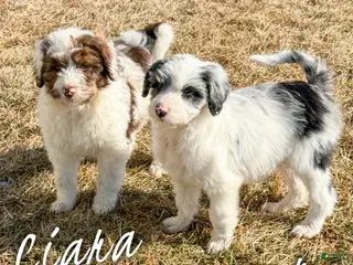 Aussiedoodle dogs Ciara - Standard F1 - Ad 22