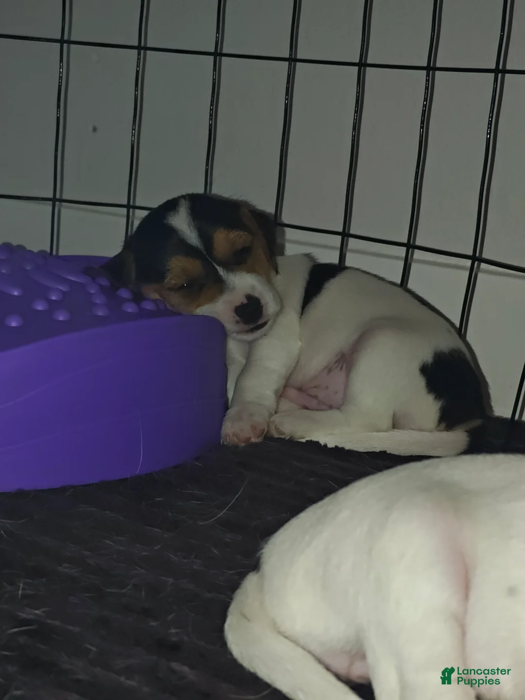 Jack Russell Terrier dogs for sale: Jack Russell Terrier 2 - Ad 2