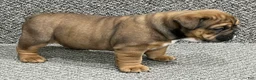 English Bulldog dogs for sale: Rosie - Ad 1
