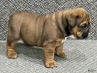 English Bulldog dogs Rosie - Ad 5