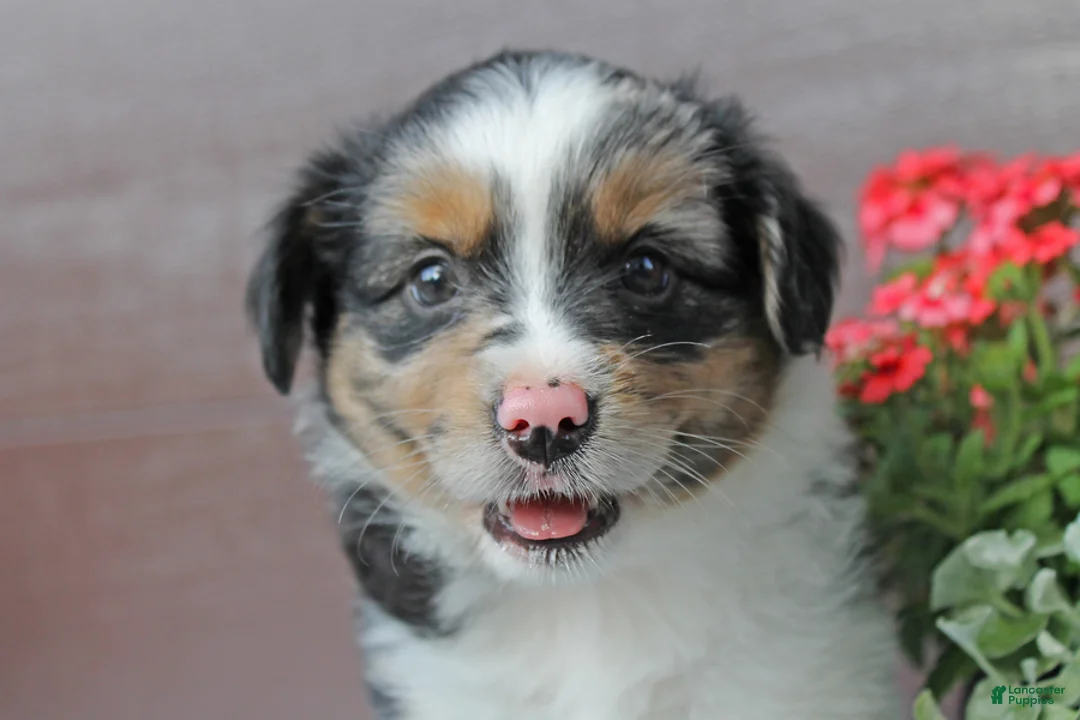 Miniature Australian Shepherd dogs for sale: Alice - Ad 4