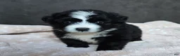 Mini Bernedoodle dogs for sale: Mini Wilson - Ad 5