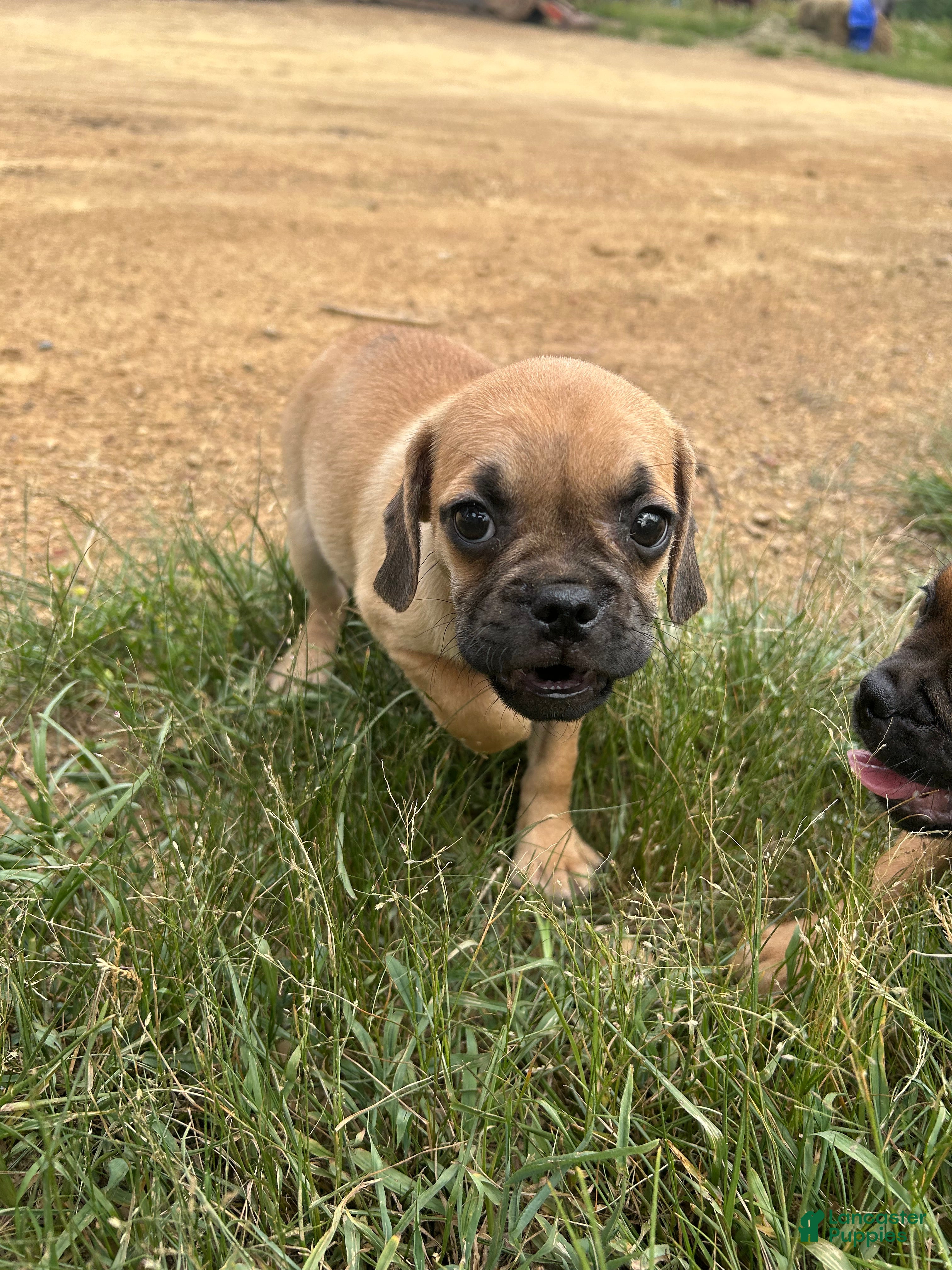 Puggle dogs for sale: Rocky - Ad 3