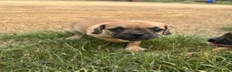 Puggle dogs for sale: Rocky - Ad 1