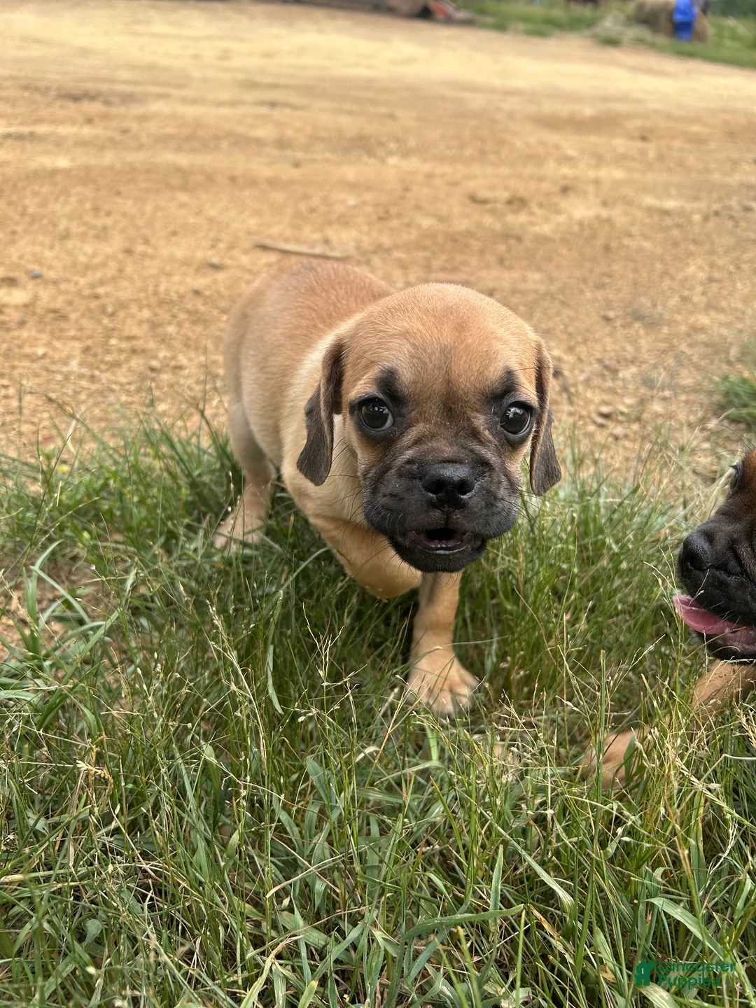 Puggle dogs for sale: Rocky - Ad 1
