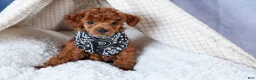 Toy Poodle dogs for sale: Tino - Ad 10