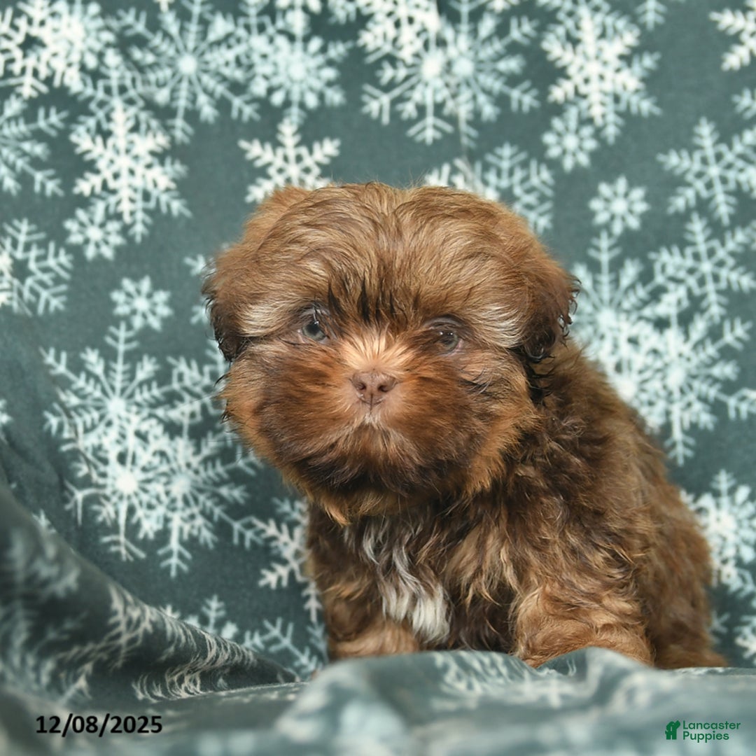 Shih Tzu dogs for sale: Charlie  - Ad 3