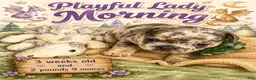 French Bulldog dogs for sale: French Bulldog 3 - Ad 1