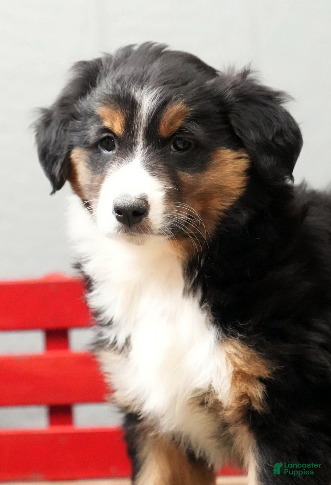 Australian Shepherd dogs for sale: Candy - Ad 1