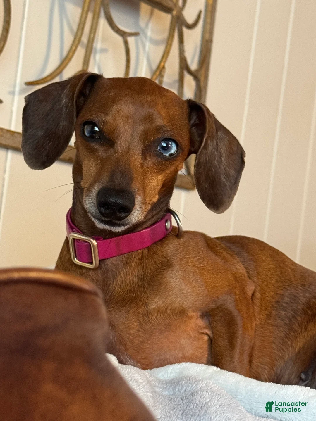 Miniature Dachshund dogs for sale: Miniature Dachshund Puppy 1 - Ad 3