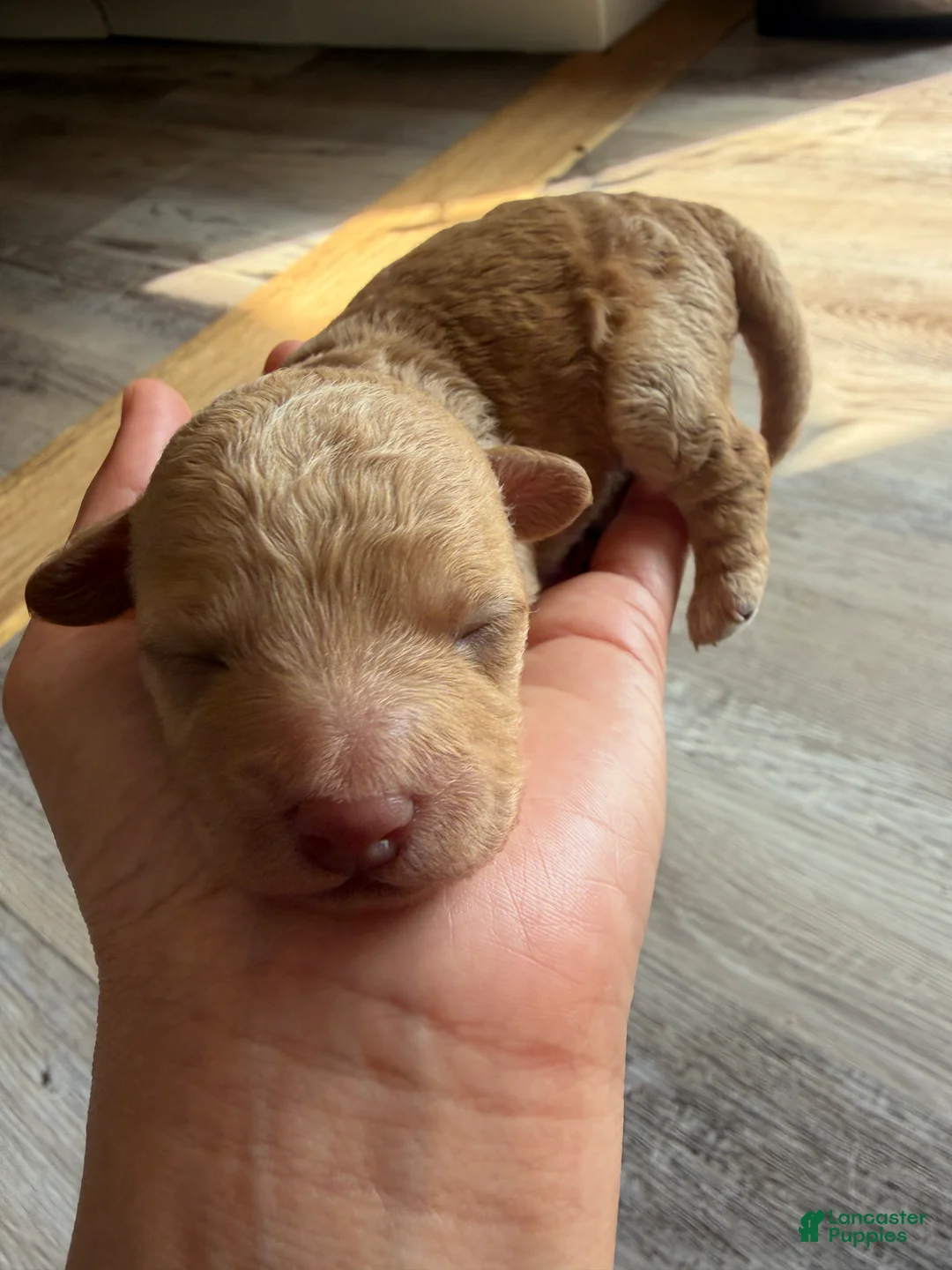 Toy Poodle dogs for sale: Toy Poodle Puppy 2 - Ad 3