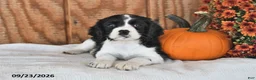 English Cocker Spaniel dogs for sale: Skyla - Ad 2
