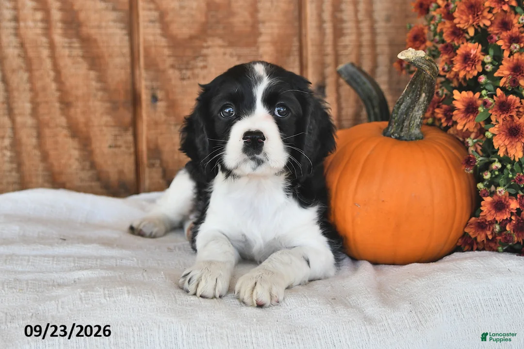 English Cocker Spaniel dogs for sale: Skyla - Ad 2