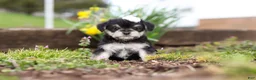 Morkie dogs for sale: Layla - Ad 4