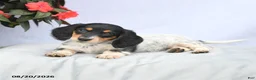 Miniature Dachshund dogs for sale: Holly - Ad 3