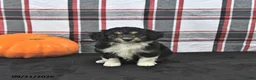 Mini Aussiedoodle dogs for sale: Darcy - Ad 3