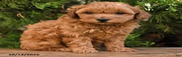Cavapoo dogs for sale: Twila - Ad 4