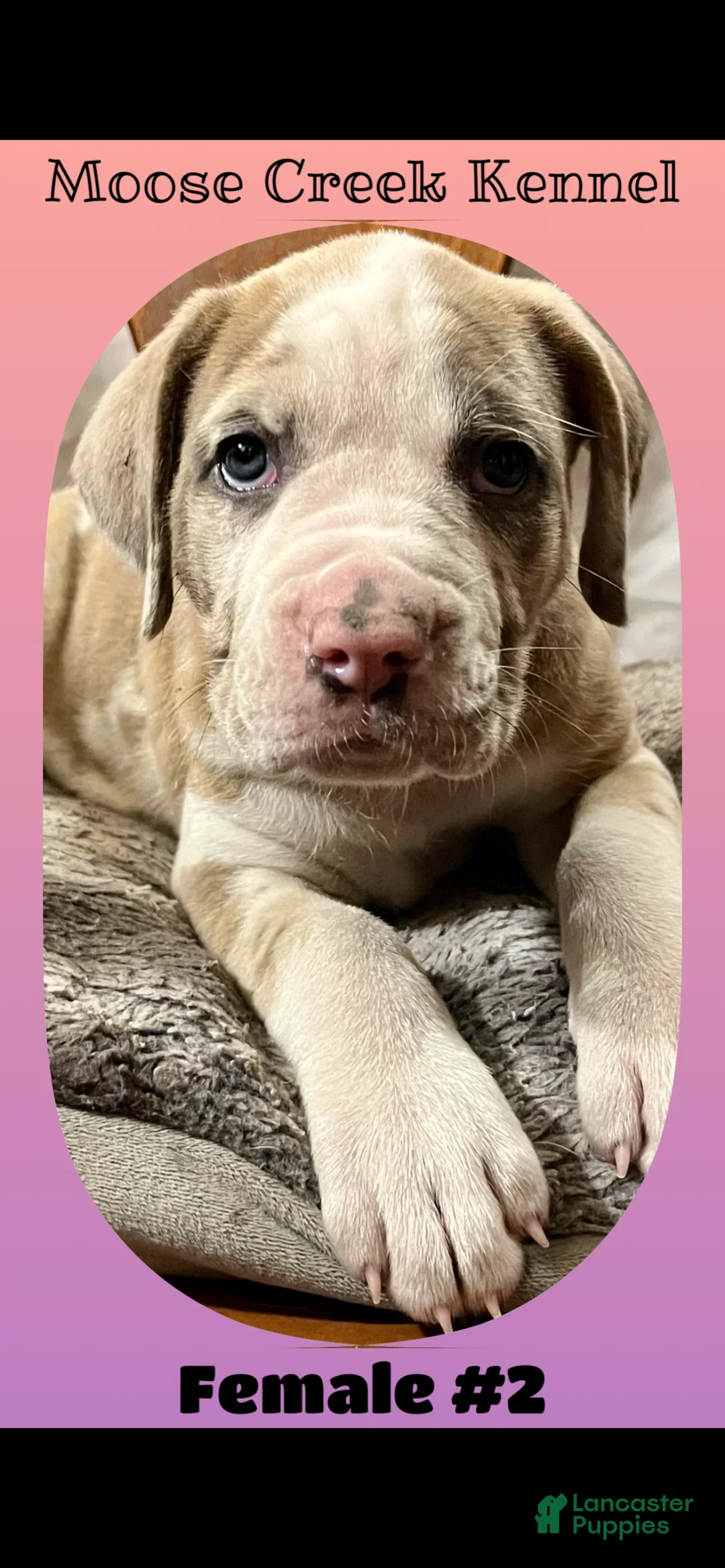 Mixed Breed dogs for sale: Female #2 - Ad 1