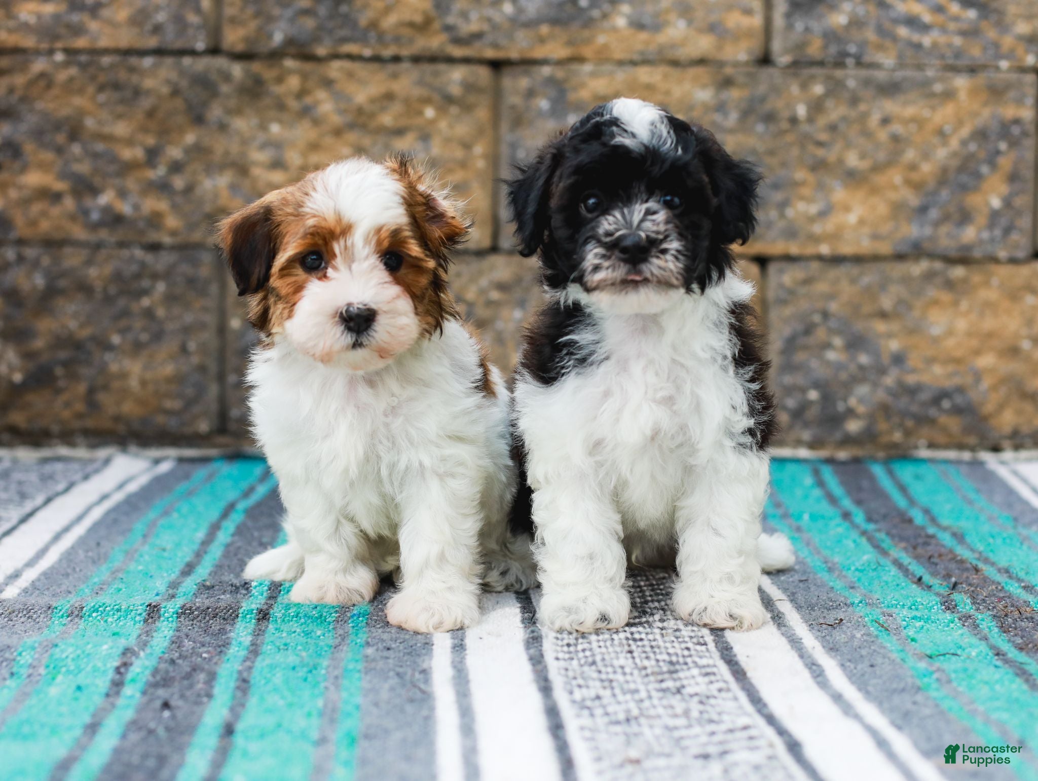 Havapoo dogs Wiggles (Raised in Home, Crate Trained & Potty Training!)  - Ad 2