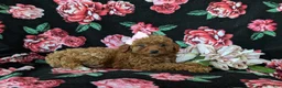 Mini Goldendoodle dogs for sale: Stefani 10 lbs full grown - Ad 6