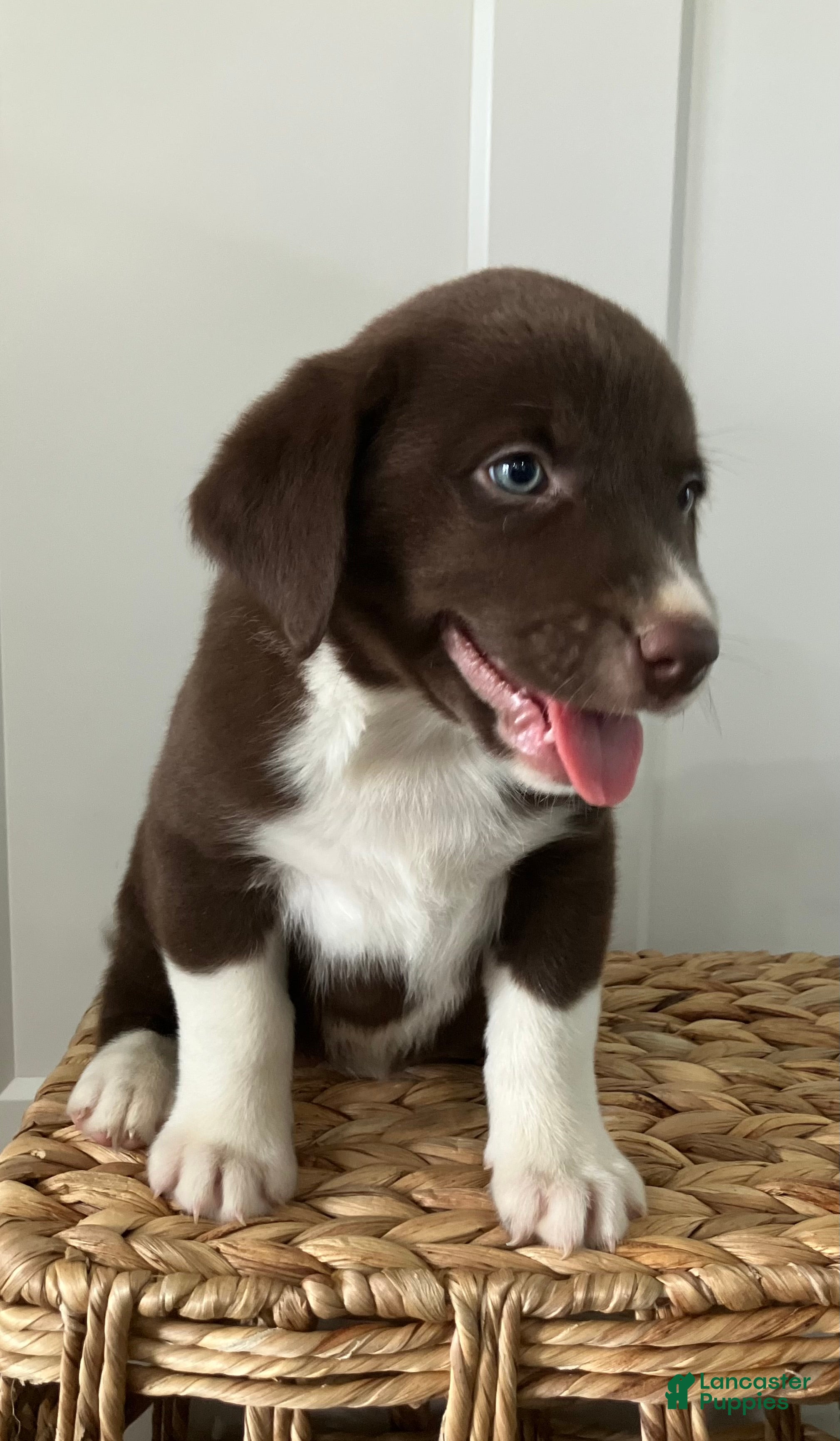 Mixed Breed dogs Gracie - Ad 2