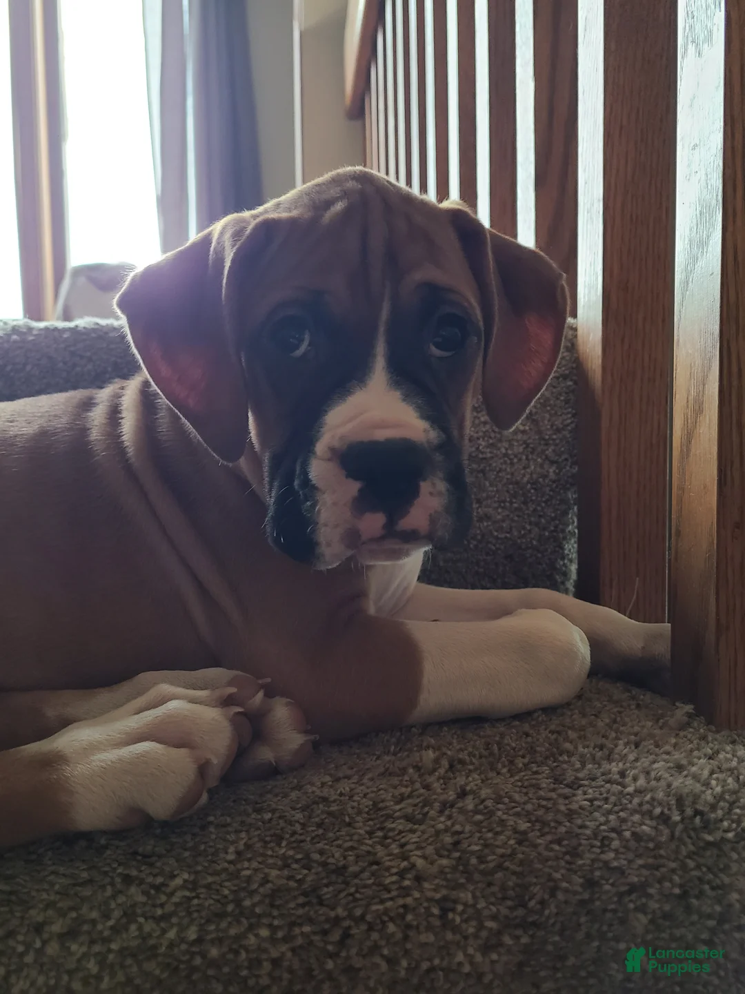 Boxer dogs for sale: Neo - Ad 5