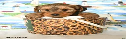 Yorkshire Terrier dogs for sale: Pretzel - Ad 4