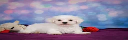 Maltese dogs for sale: Peanut - Ad 4