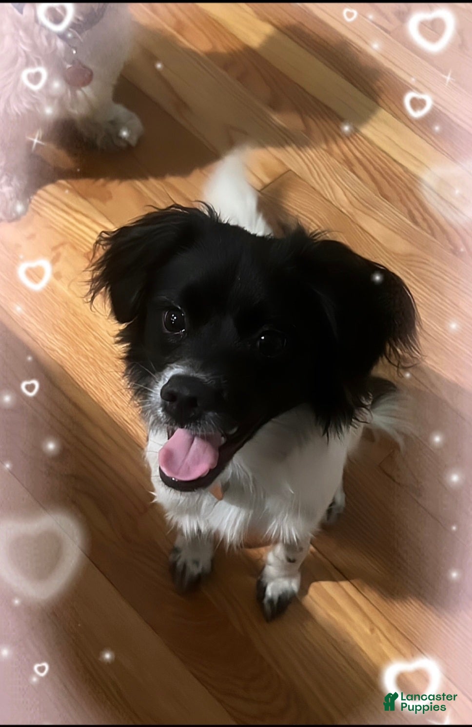 Chiweenie dogs for sale: Chiweenie Puppy 1 - Ad 1