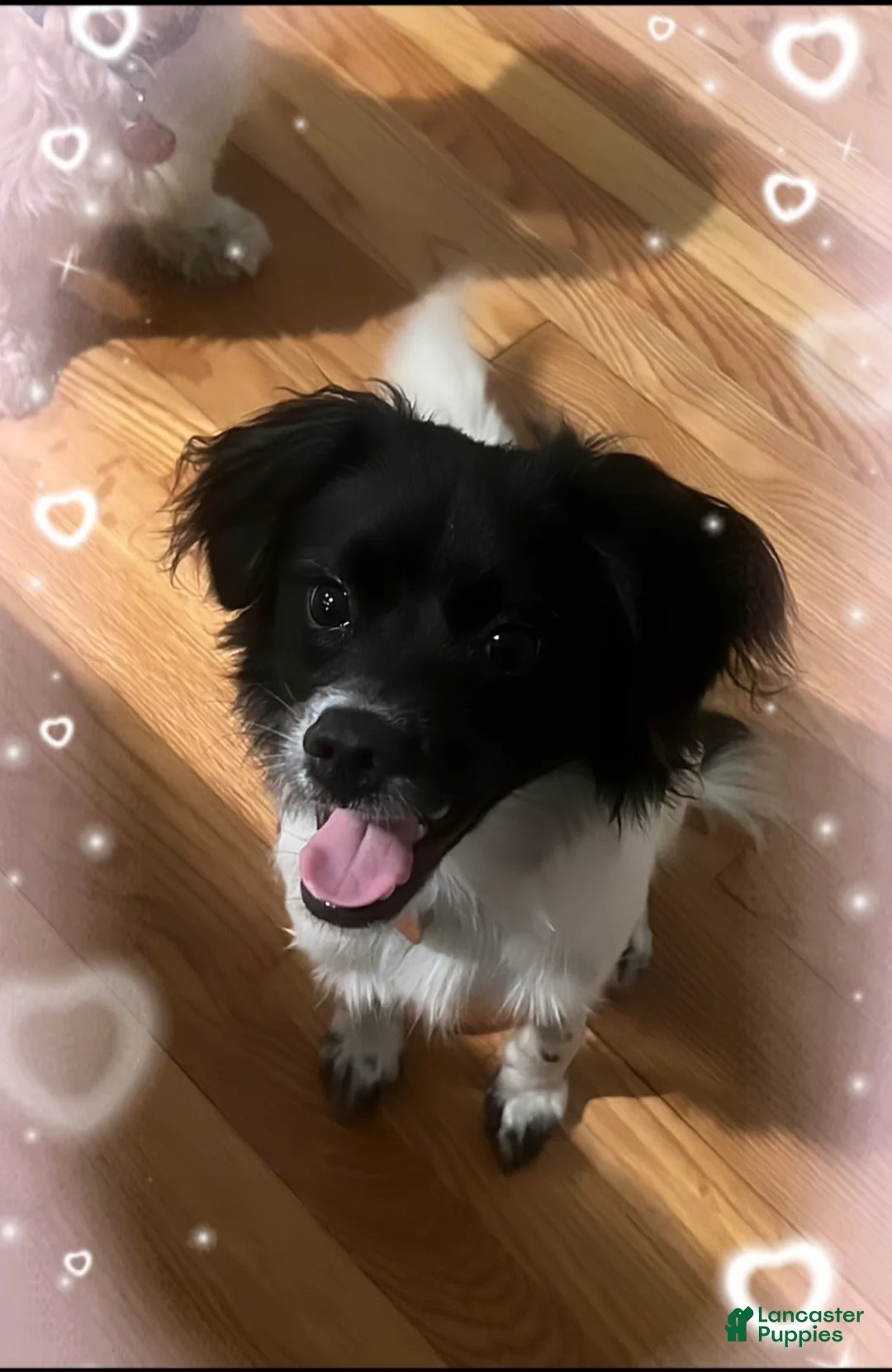 Chiweenie dogs for sale: Chiweenie Puppy 1 - Ad 1