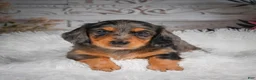 Miniature Dachshund dogs for sale: AKC-Hudson - Ad 8