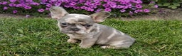 French Bulldog dogs for sale: Silas - Ad 5
