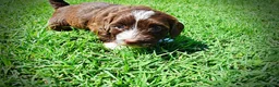 Havapoo dogs for sale: Tootsie - Ad 11