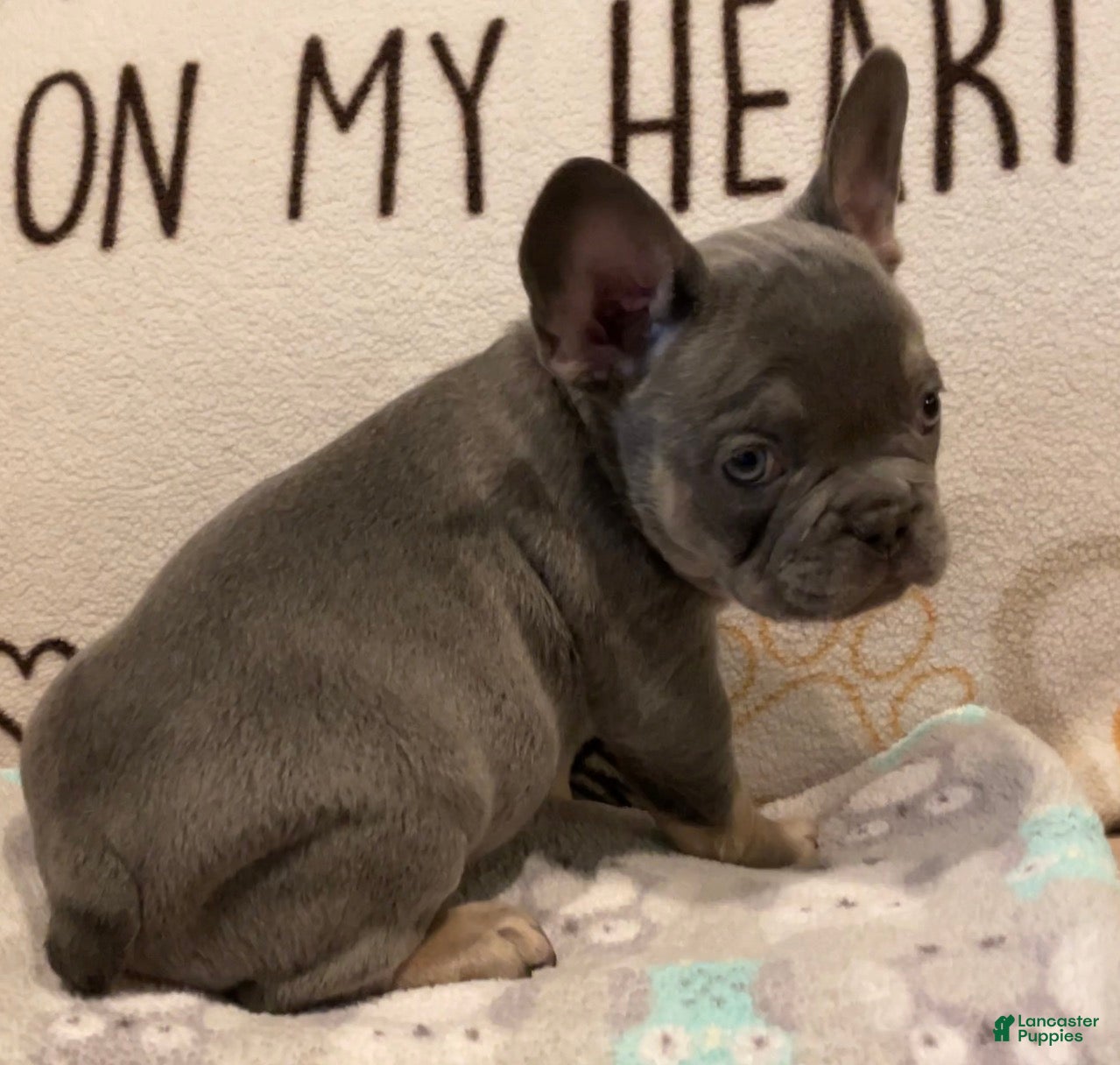 French Bulldog dogs for sale: French Bulldog Puppy 2 - Ad 1