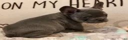 French Bulldog dogs for sale: French Bulldog Puppy 2 - Ad 1