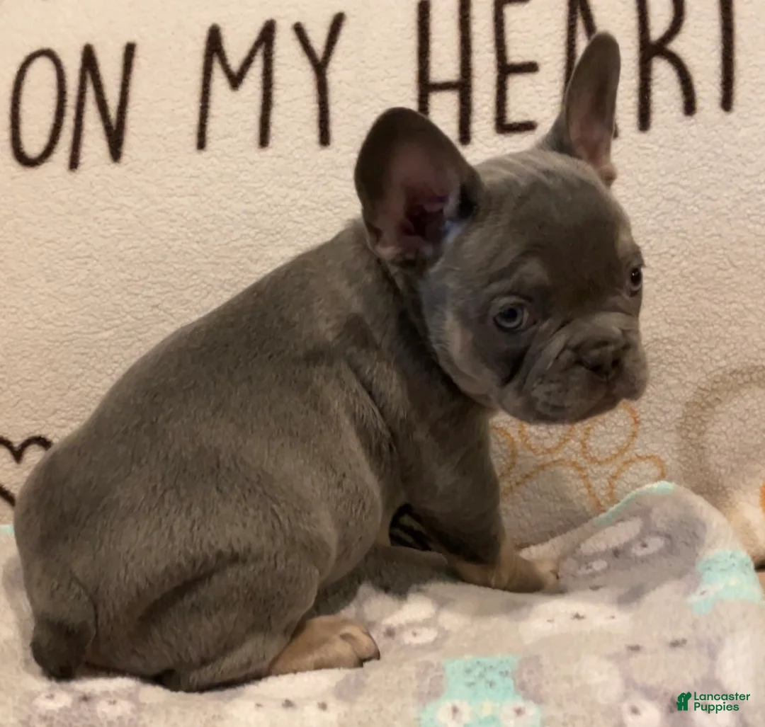French Bulldog dogs for sale: French Bulldog Puppy 2 - Ad 1